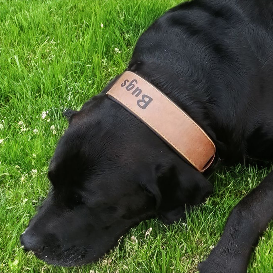 Hund-mit-Hundehalsband-leder-extra-breit-braun-perosnalisiert
