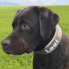 Hund trägt Hundehalsband Leder extra-breit personalisiert mit Namen
